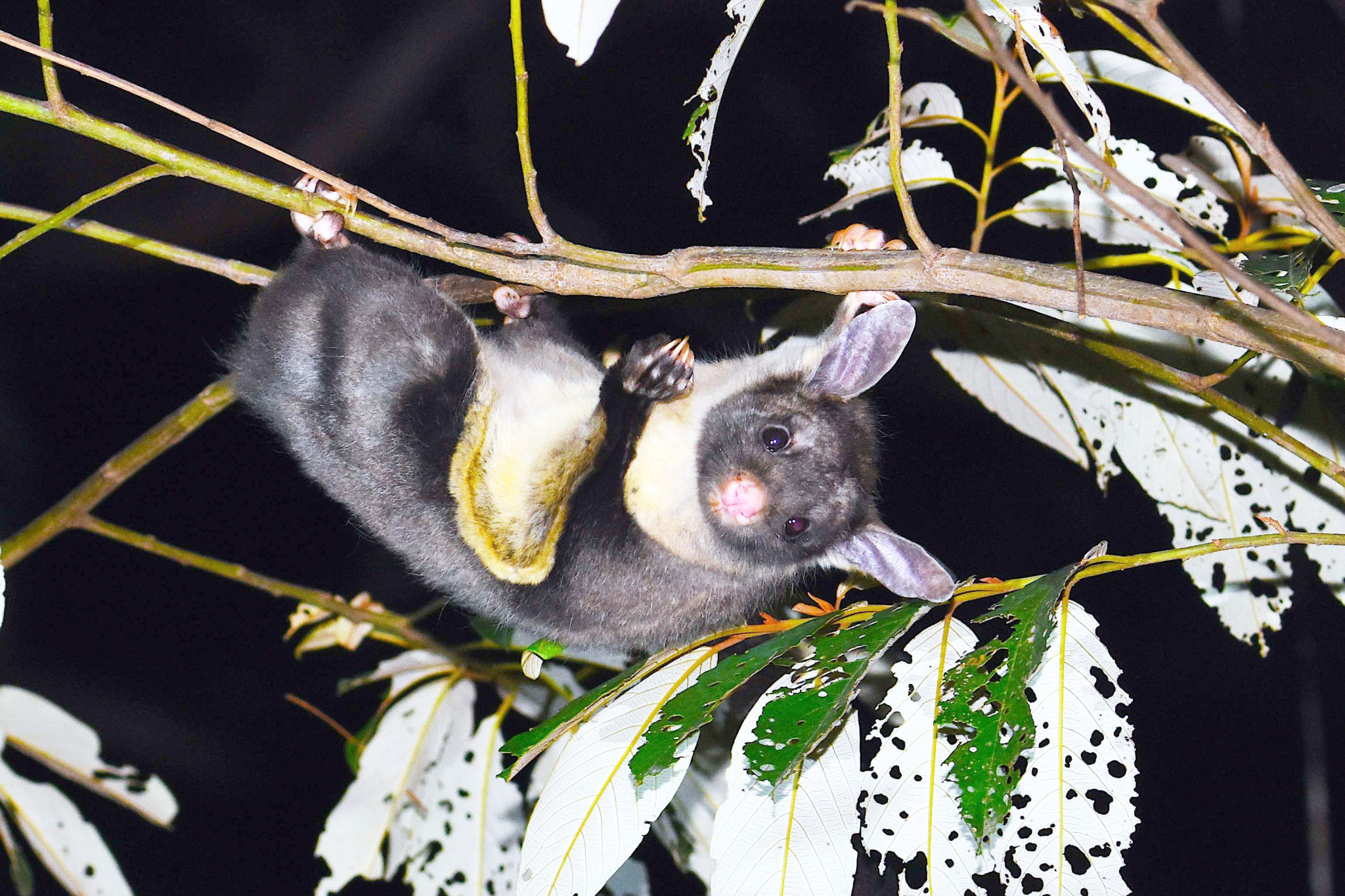 A free talk on Thursday night will inform how acoustic monitoring can help determine how many Yellow-bellied Gliders are in our region.