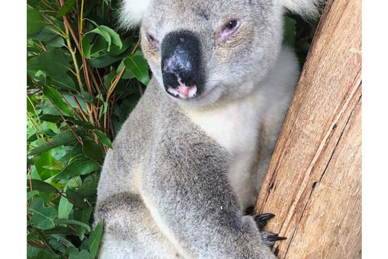 Athey the Koala, rescued from a powerpole in Atherton and now roaming back in the wild near Wondecla. Image: Peter Valentine