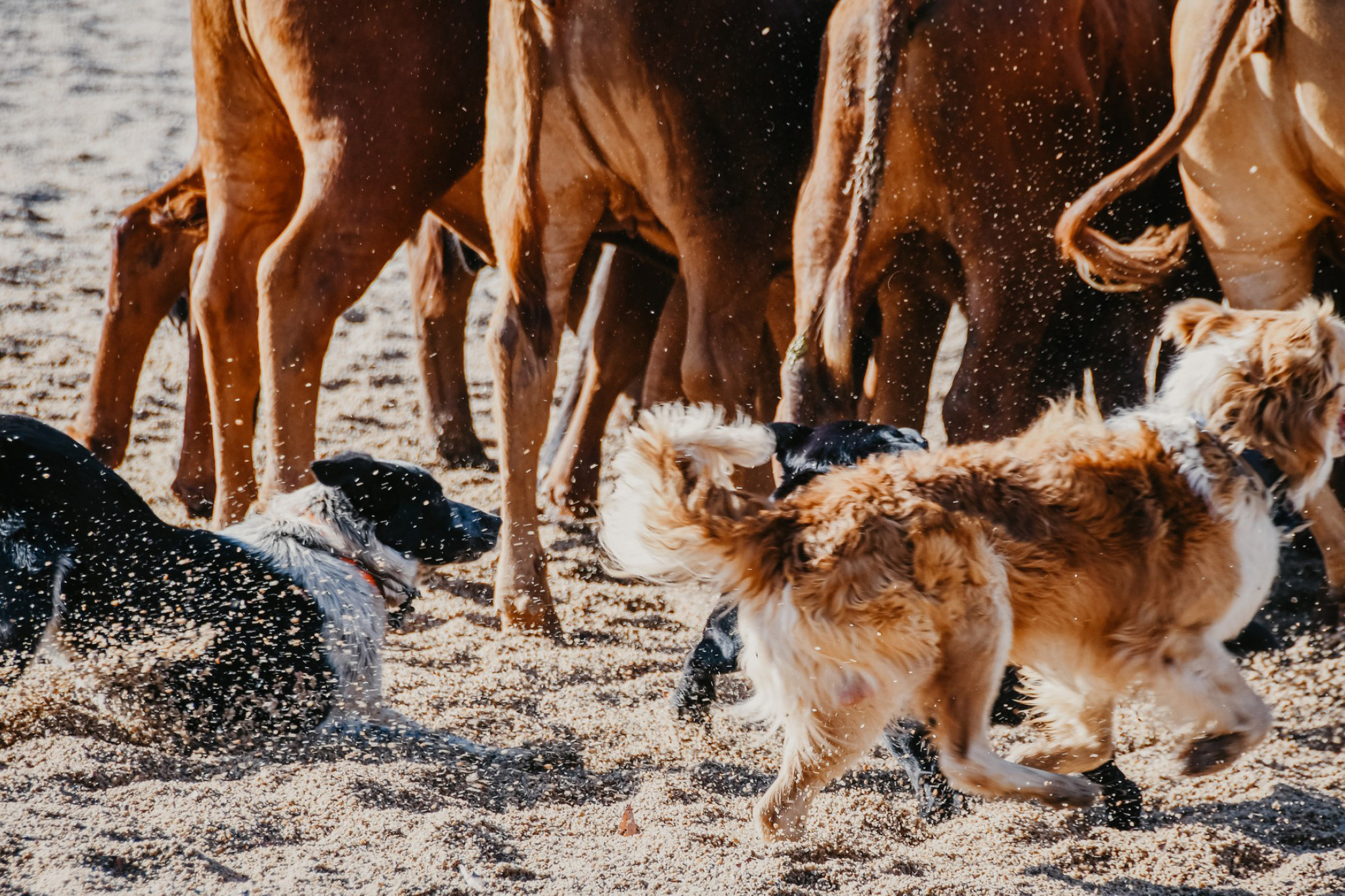 Owners of working dogs will get the opportunity to train them to herd at a three-day workshop to be held in Mareeba.