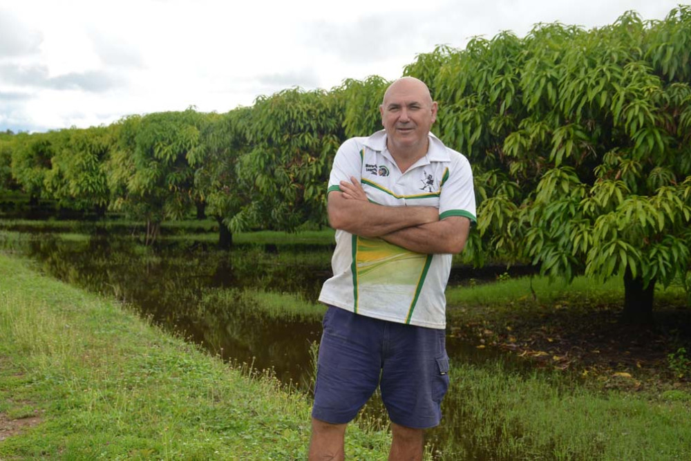 FNQ Growers chair Joe Moro among his mango crops that were impacted by recent extreme weather.