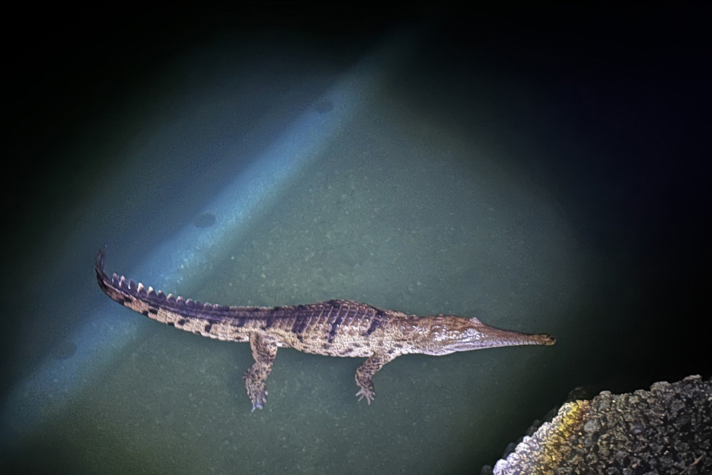 Crocodile set to stay in lake - feature photo