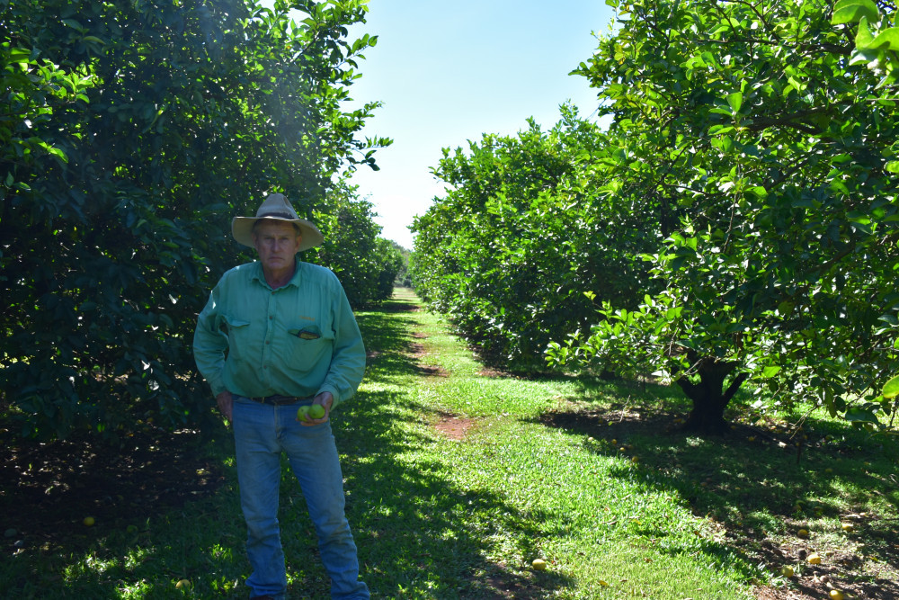 Mareeba lime farmer Charlie Bassani is one of many local famers against the importation of limes from Mexico.