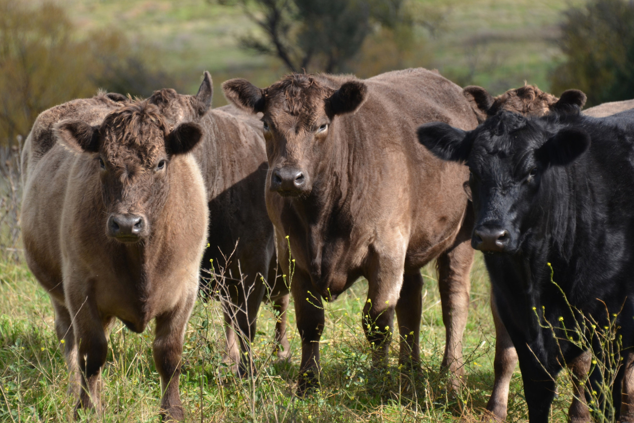 Chillagoe livestock shot - feature photo
