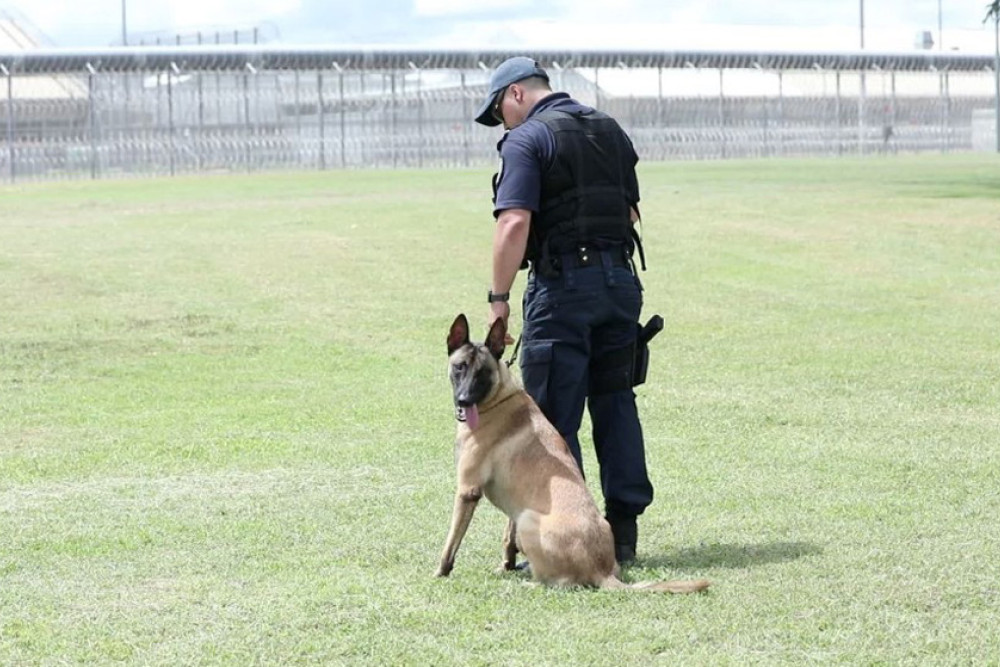 Lotus Glen staff and Delta Unit dog Red responded to a Code Purple after locating a man trespassing on the prison reserve allegedly trying to introduce contraband into the prison.