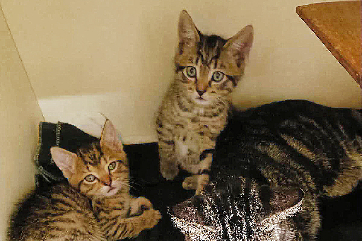 The kittens who were rescued.