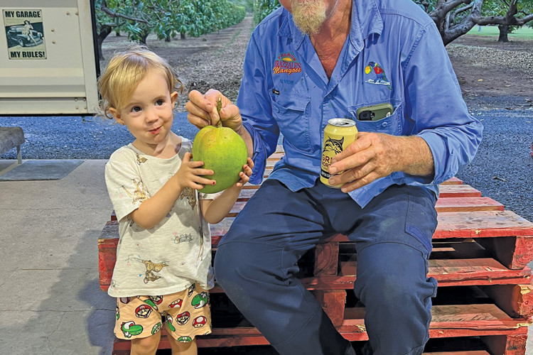 Big mangoes rolling in - feature photo