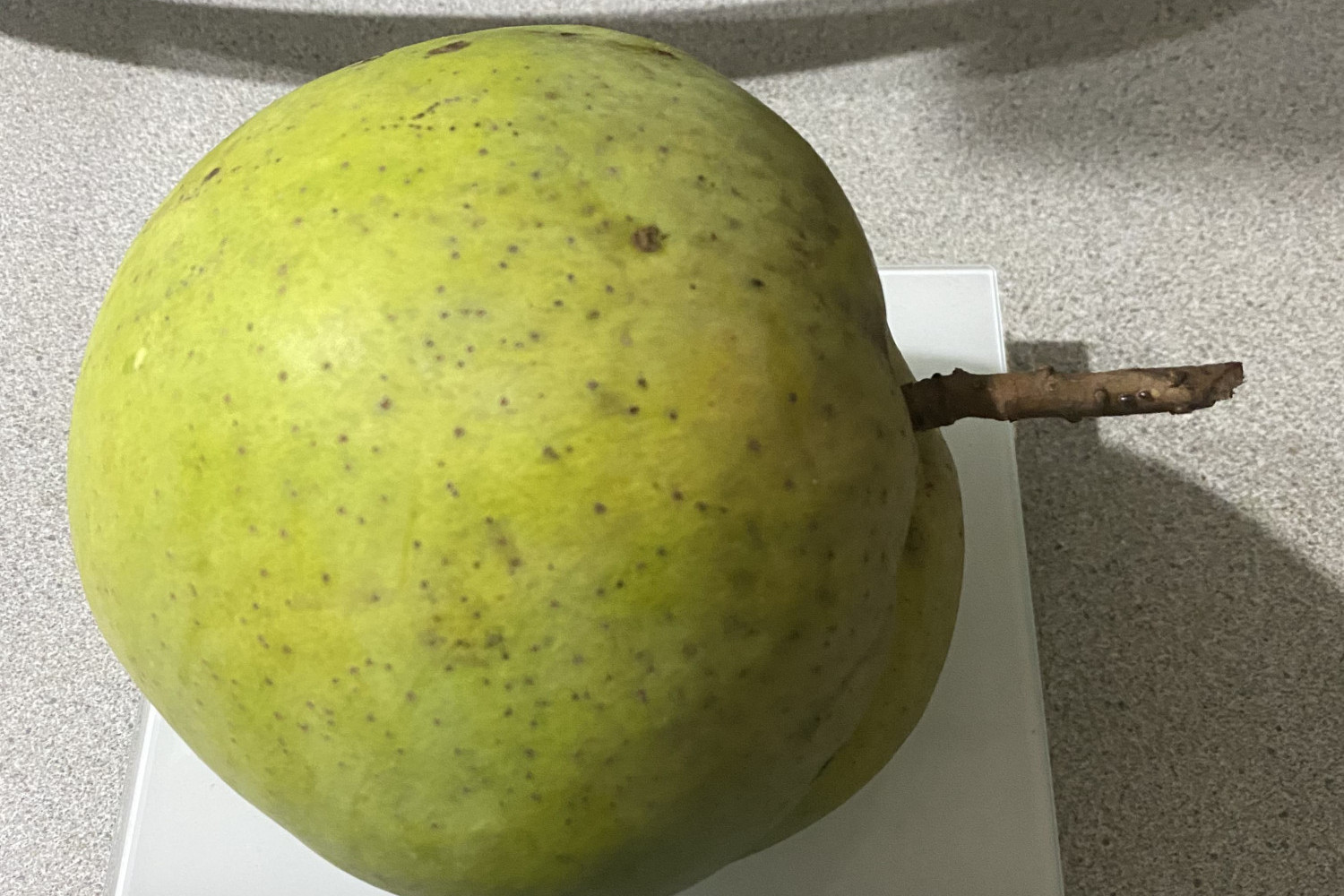 Pictured is the current heaviest mango for the KP Mango Competition from Ben Stabile weighing in at 1.502kg