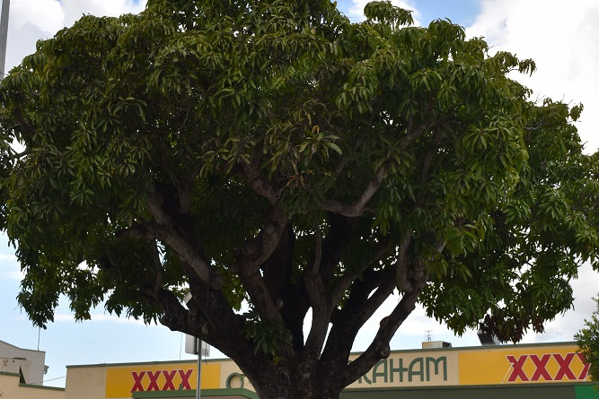 The mango tree in Byrnes Street which is the subject of an application to the Queensland Heritage Register.