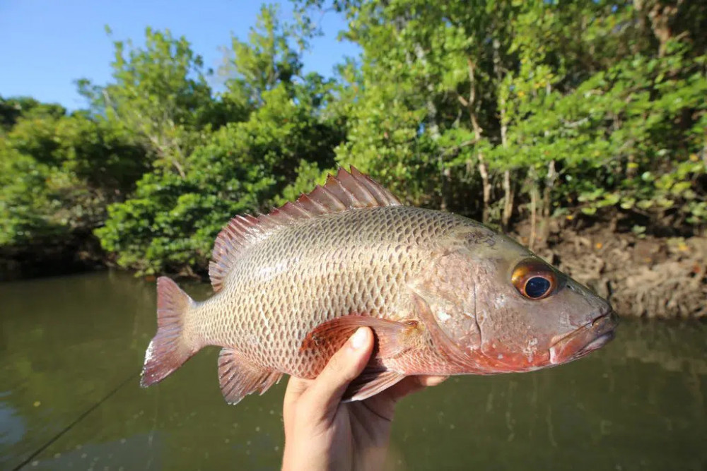 Bid to return mangrove jacks in Tinaroo Dam - feature photo