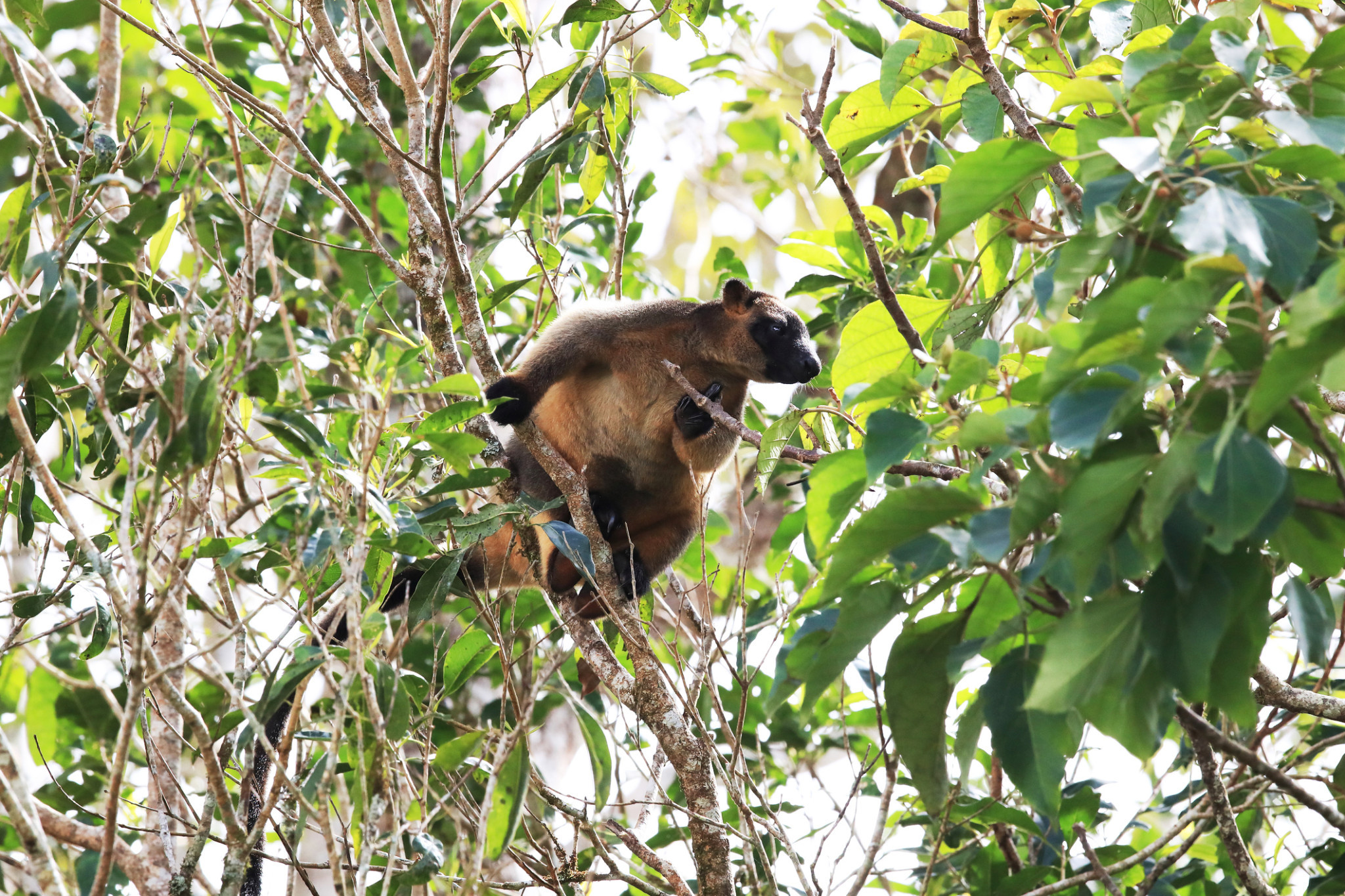 A new 8.6ha nature refuge near Yungaburra will protect habitat for the Lumholtz’s tree-kangaroo and other species.
