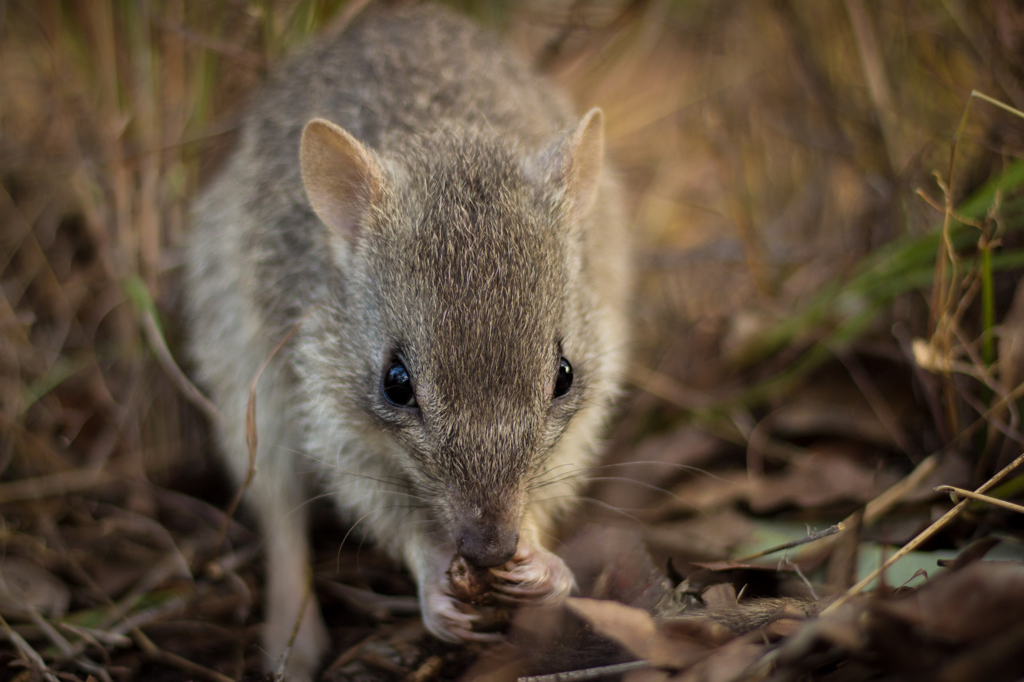The endangered northern bettong, which is only found around the Mareeba area. Photo credit Stephanie Todd