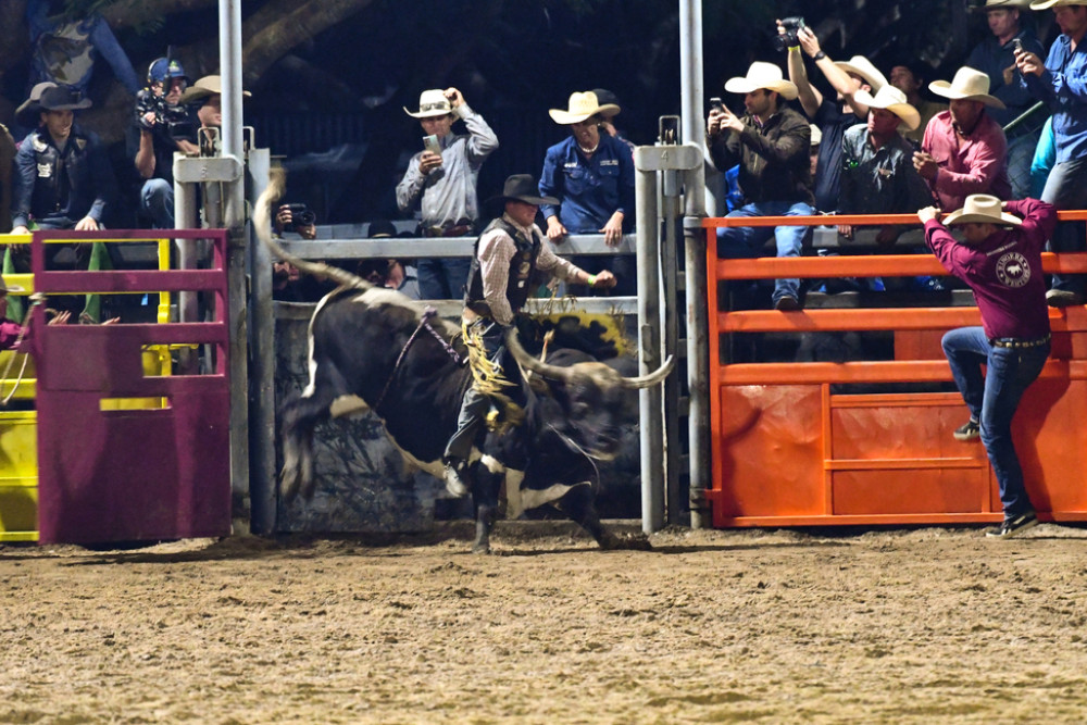 The Lamonts reigning champion bull, Pandemonium, was undefeated at the Mareeba Rodeo and will be back for another shot at the Great Northern Bull Riding Series in November.