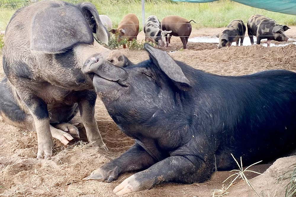 Breeding sow Millie enjoys a smooch from her friend Lenore.