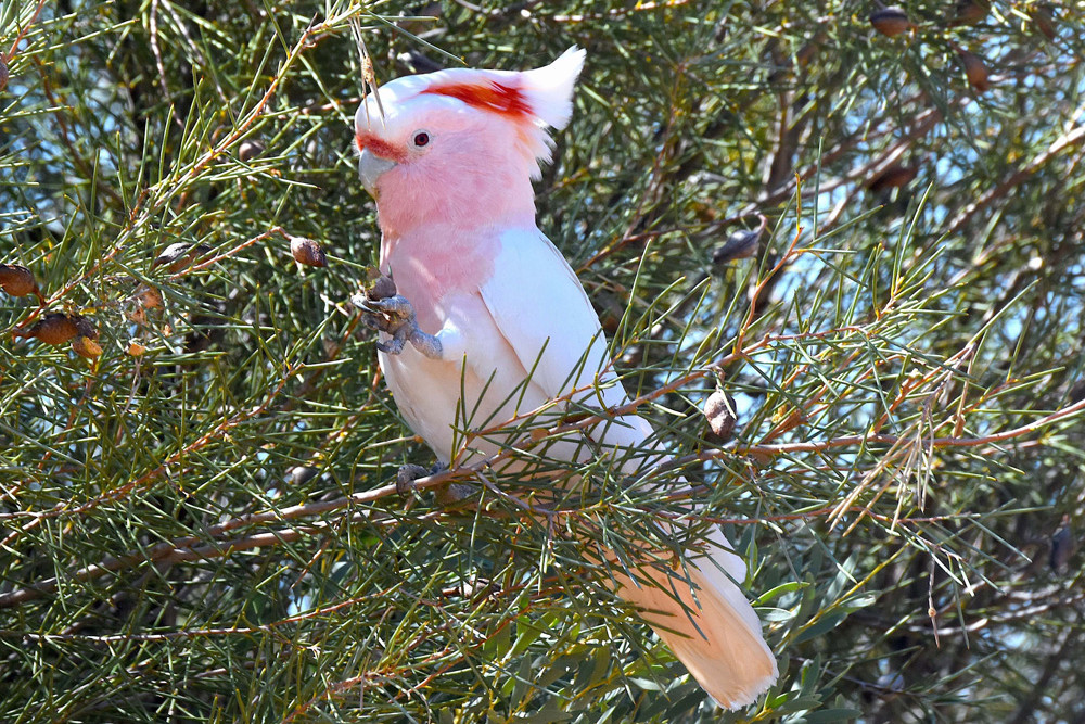 The Pink Cockatoo now considered endangered.
