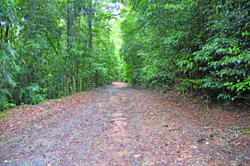 A part of the road that would be redeveloped for the Kuranda Bypass road.