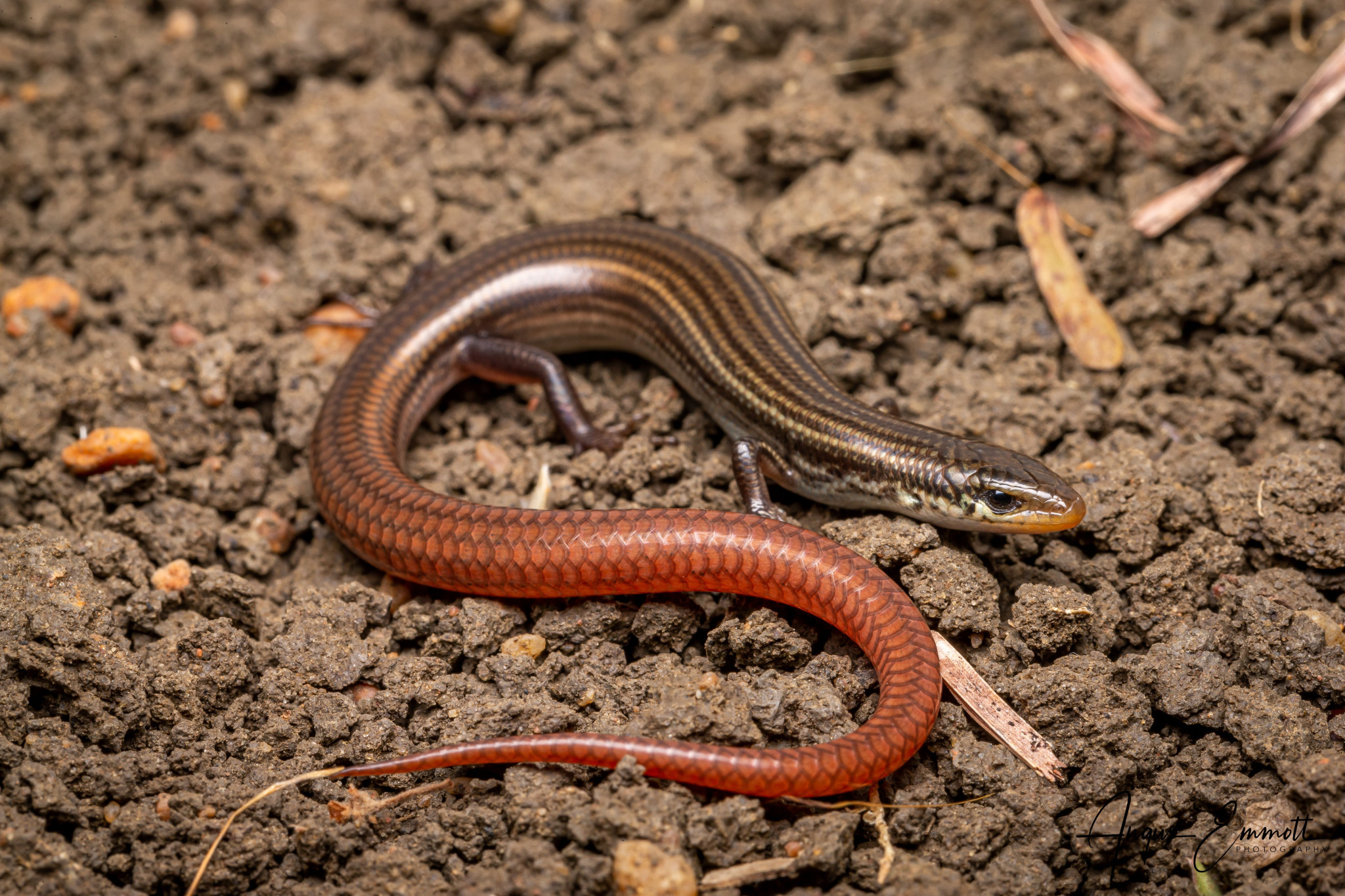 The Lyon’s Grassland Striped Skink has been sighted near Mt Surprise after 42 years. Image: Angus Emmott.