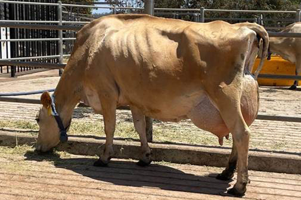 Ravenshoe State School’s Raschoda Van Halem Yankie Melys competed in the mature cow section of the Jersey Australia NQ Jersey On Farm Challenge and received an honourable mention by the judges.