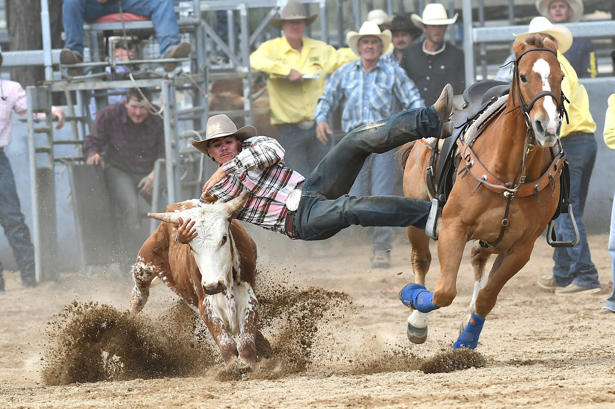 A cowboy dismounting his horse to take down a steer in the Steer Wrestling event.