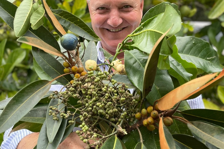 Drive for native plant fruits, seeds - feature photo