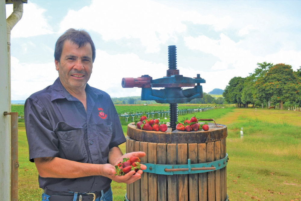 A fresh new strawberry wine is on its way for Christmas with Shaylee’s owner Joe Barletta currently fermenting their very first bottles