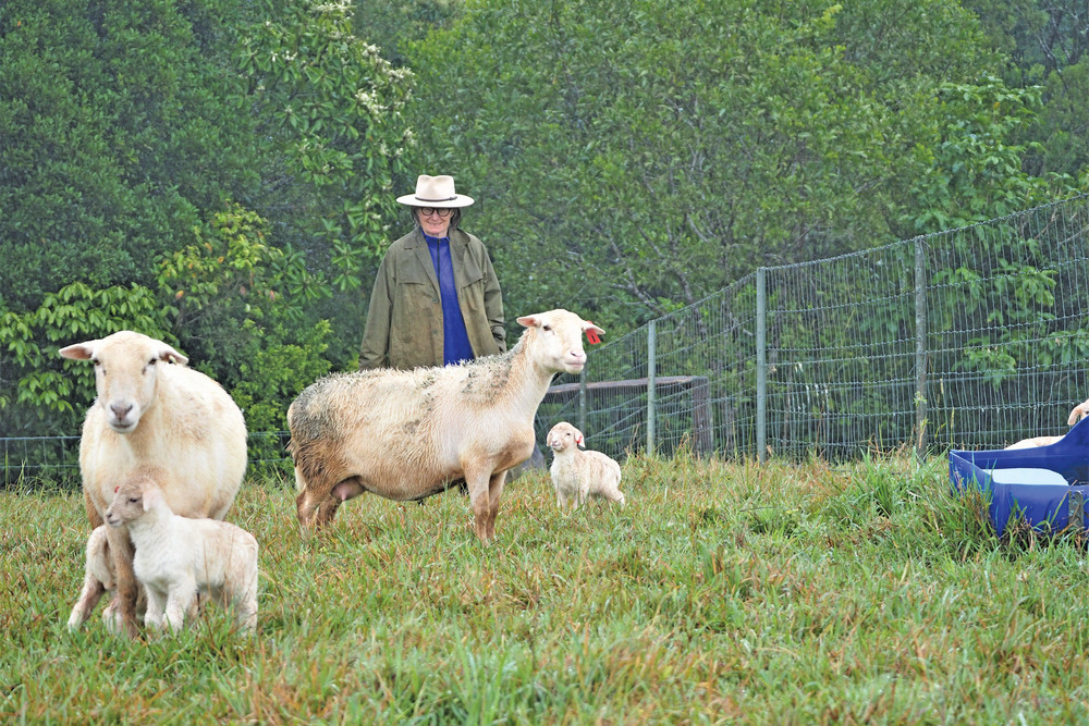 Break from tradition: Kerry Kelly is farming sheep at Topaz on the Atherton Tablelands.