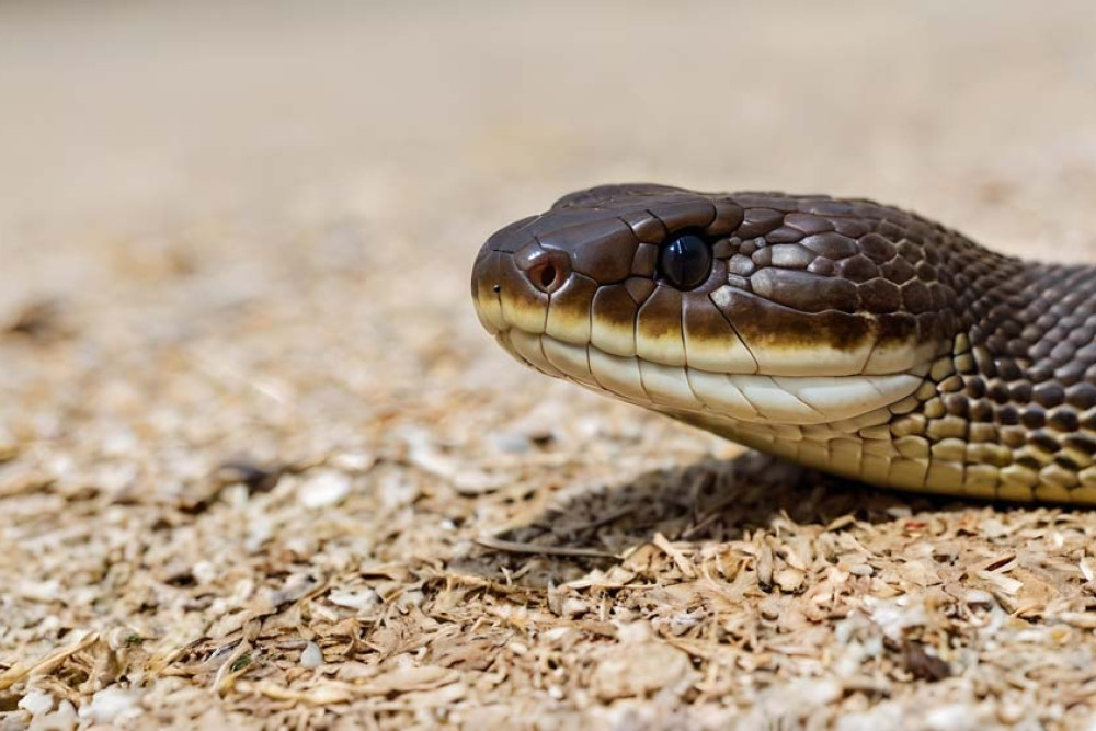 Snake bites on the rise - feature photo