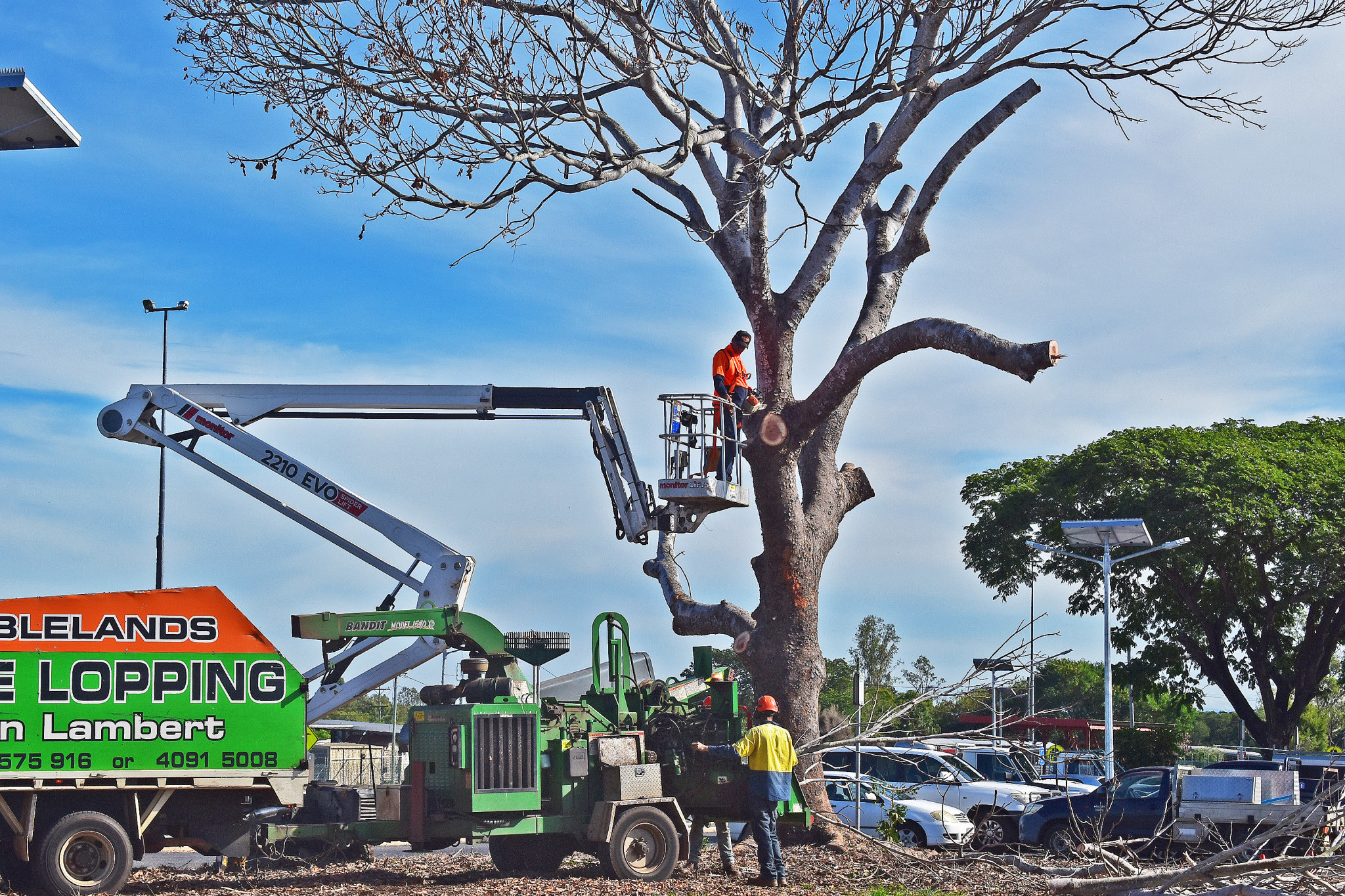 A large tree that was found dead was removed from the Railway Avenue carpark last week.