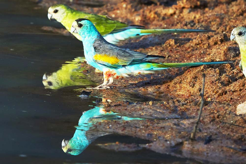 The Golden-Shouldered Parrot will be the focus of one of the funded projects to be spearheaded by Cape York Natural Resource Management.