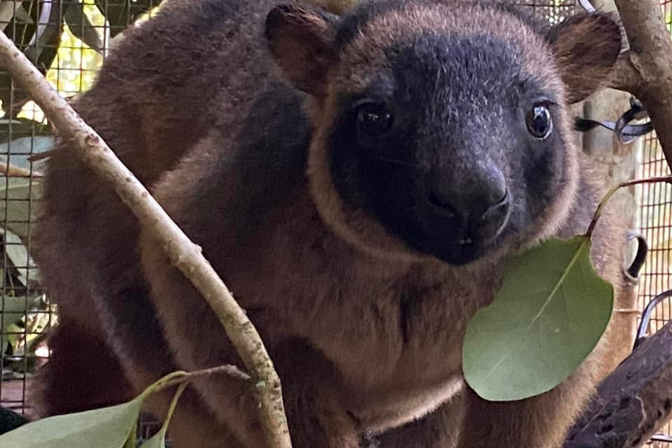 Tree Roo Rescue and Conservation Centre are looking for volunteers to help care for their Lumholtz tree kangaroos currently in rehabilitation and others.