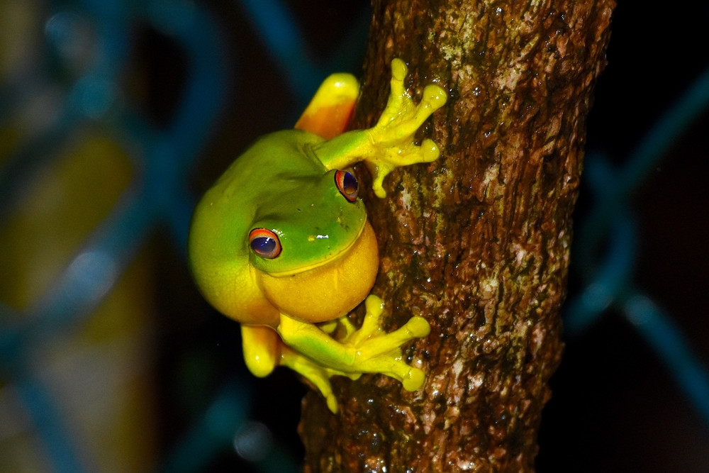 Orange-thighed Frog. Litoria xanthomera Photographed near Malanda. PHOTO BY PETER VALENTINE.