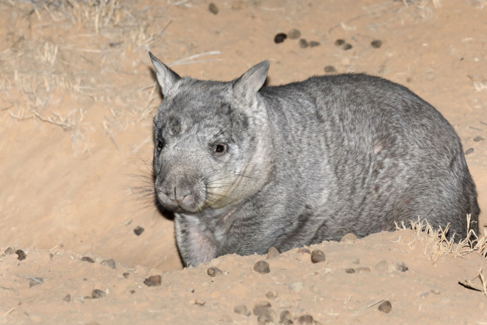 An illustrated talk will be taking place at the Malanda Hotel on the Northern Hairy-nosed Wombat.