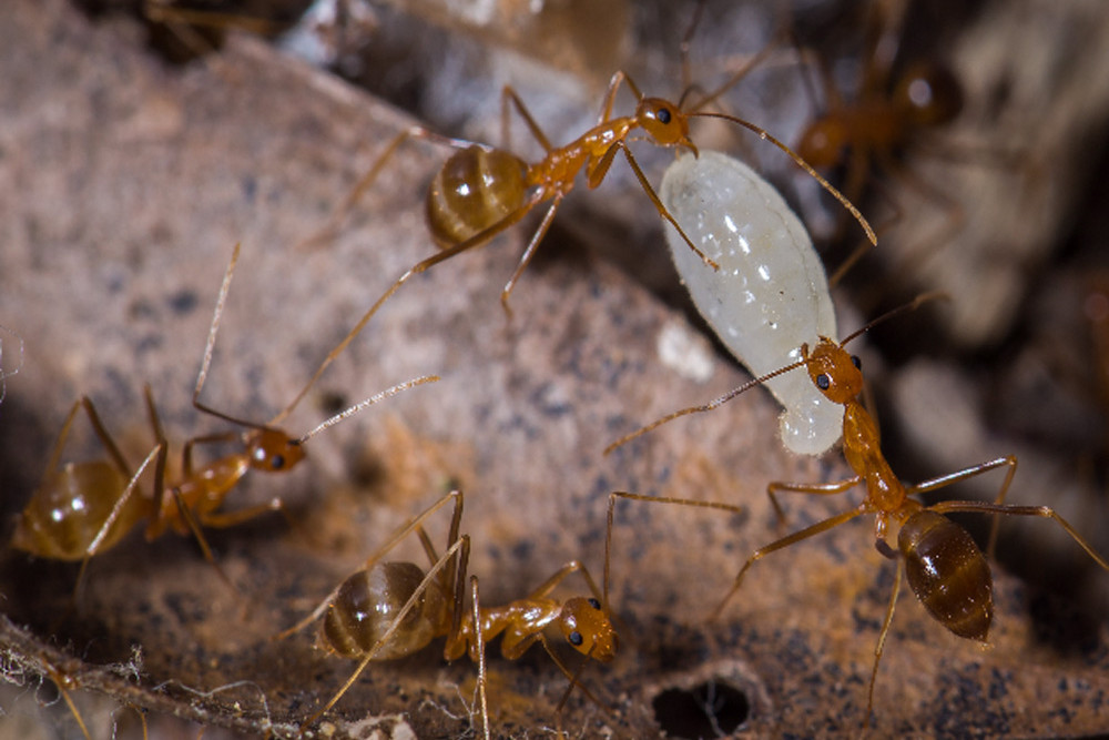 Millions in funding for crazy ant eradication - feature photo