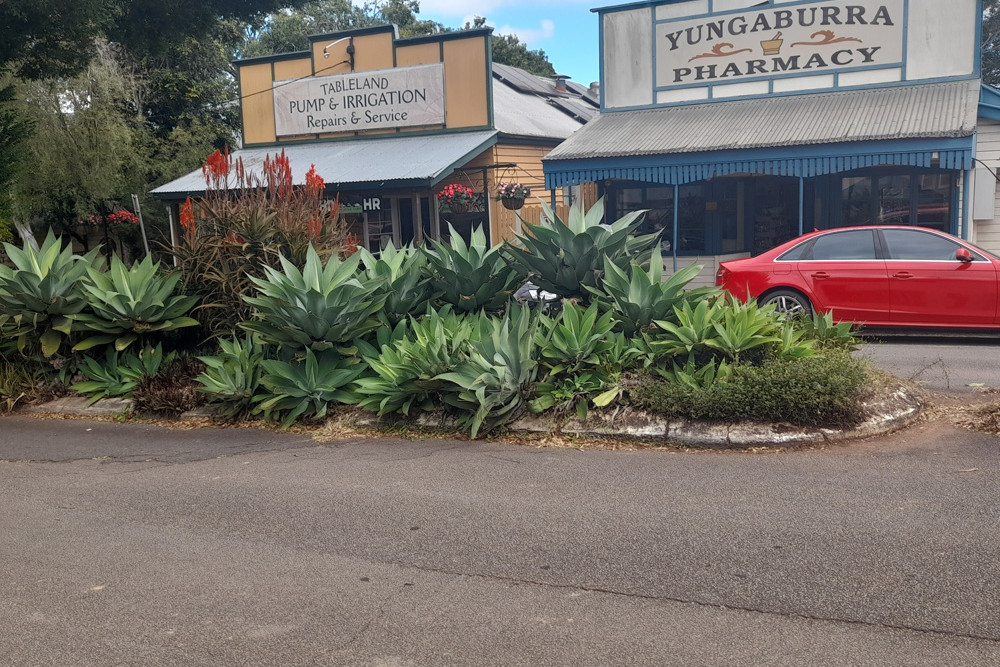Members of the Yungaburra comunity are calling for more appropraite species of plants in the public gardens to replace plants such as the agave which they say belongs in the Mexican desert.