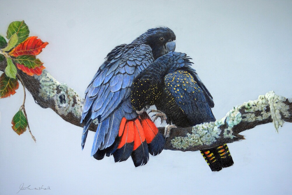 One of Pete Marshall’s artworks that will showcased at the “Drawn to the Wild and Inspired by Nature” exhibition.