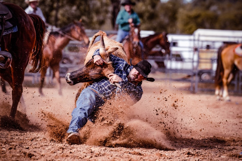 Travis Heeb competing in the Steer Wrestling. IMAGES by Crystalyn Jones.