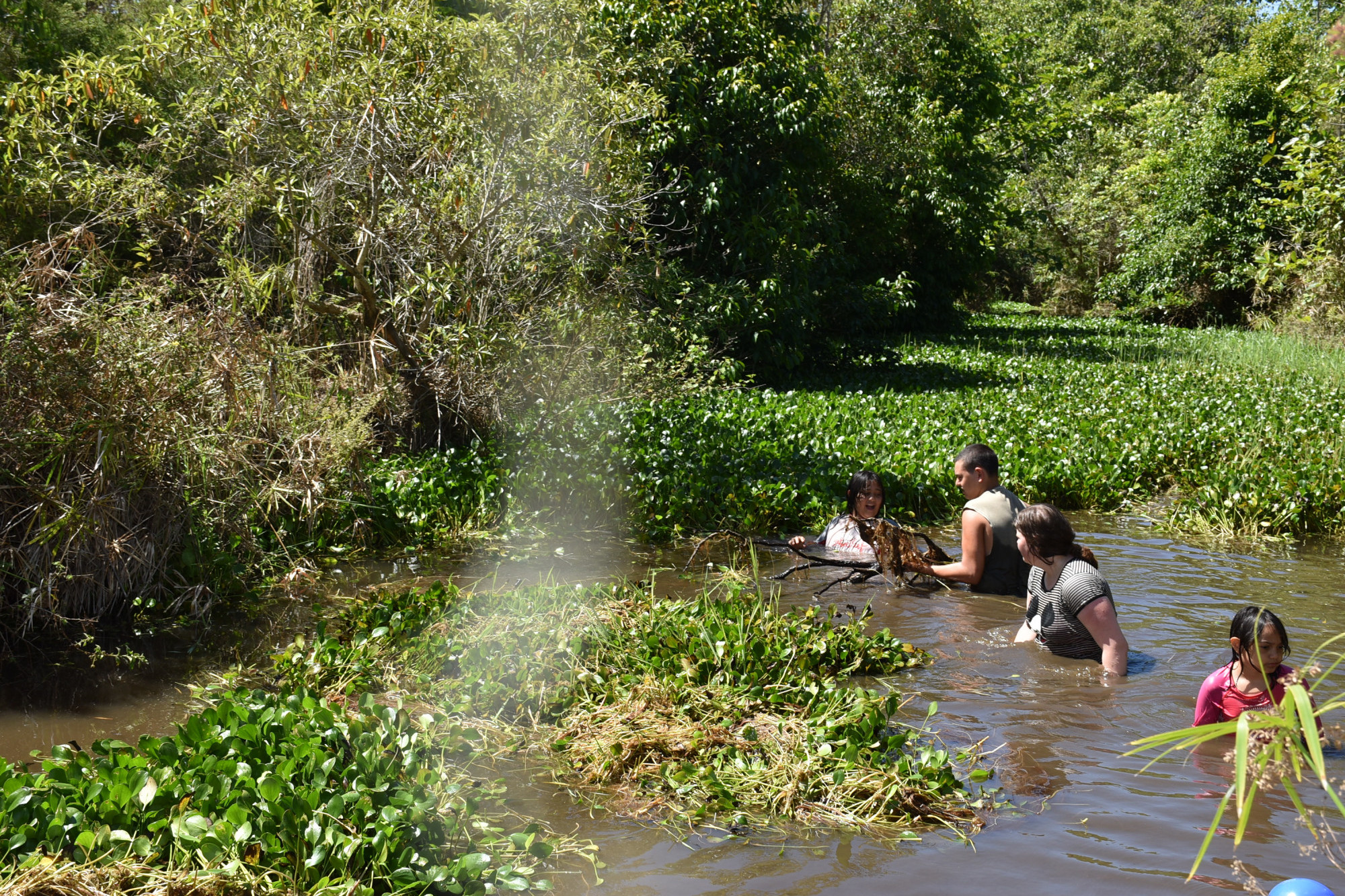 Working together to clear out the Amazon Frogbit from the Atherton Creek