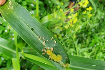 Better services to keep track of fall armyworm - feature photo