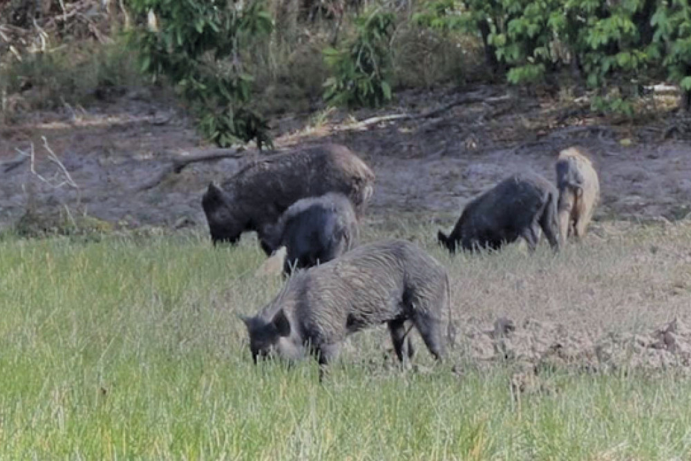 Removal of feral pigs - feature photo