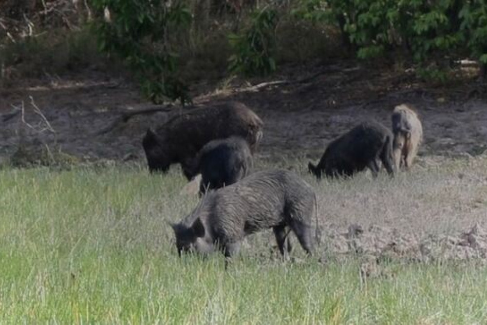 Action on feral pigs needed in face of FMD