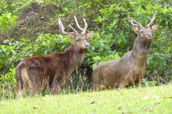 Have your say on feral deer - feature photo