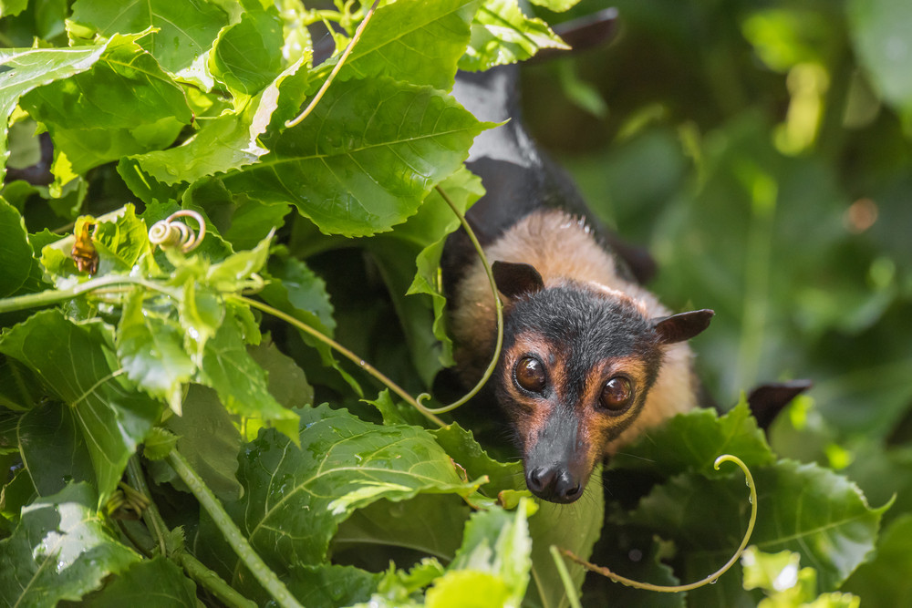 Shire to develop plan to manage flying foxes - feature photo