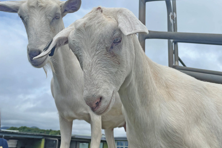 Students at Atherton State High School have the opportunity to raise goats as a part of their agricultural studies.