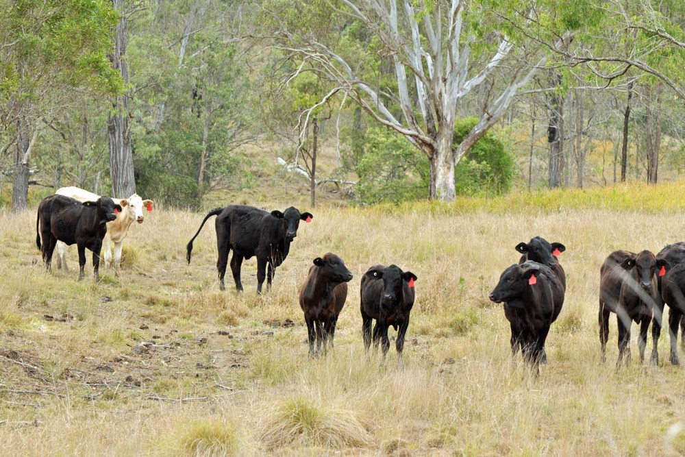 Court ruling backs land owners on Cape cattle - feature photo