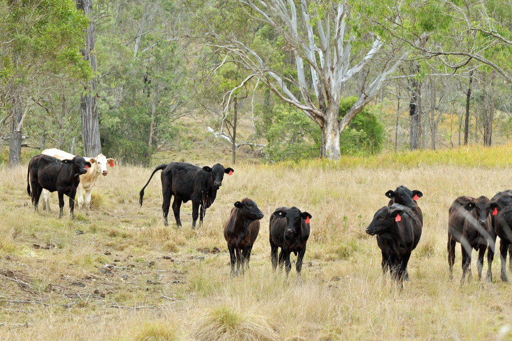 Graziers focus of landscape resilience - feature photo