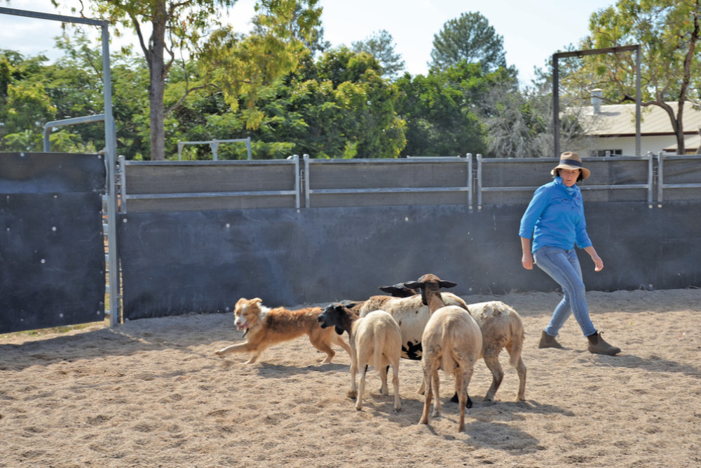 Lindel Scoblee from Malanda herding sheep with collie x Floyd.