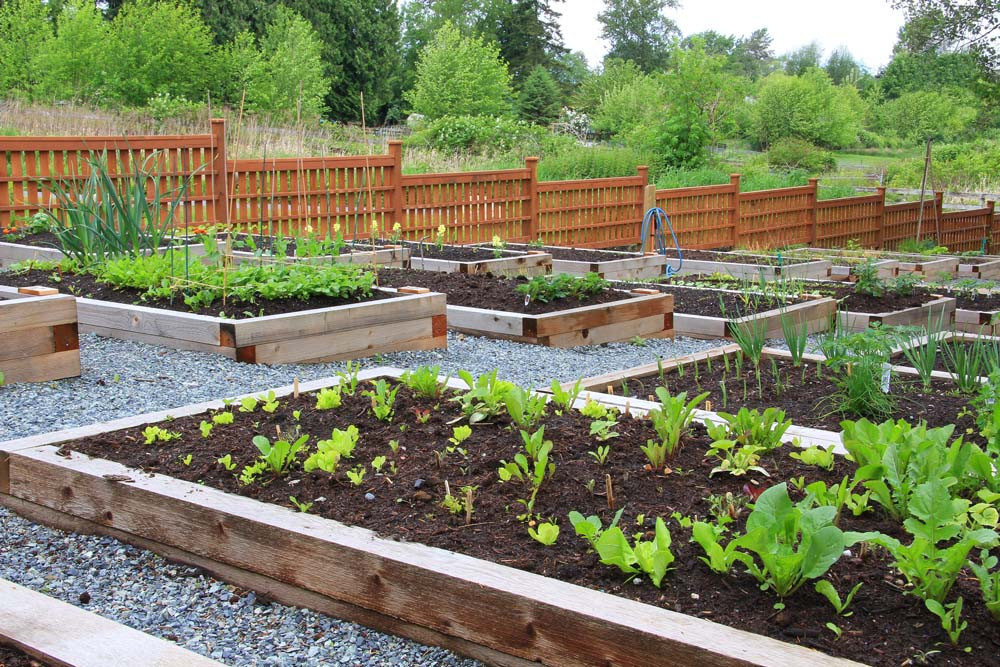 With warmer days on the way, time to get your veggie garden ready for new seedlings just in time for spring.