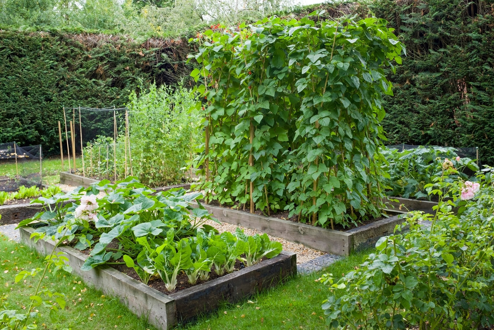 Perfect time to grow your own vegetables - feature photo