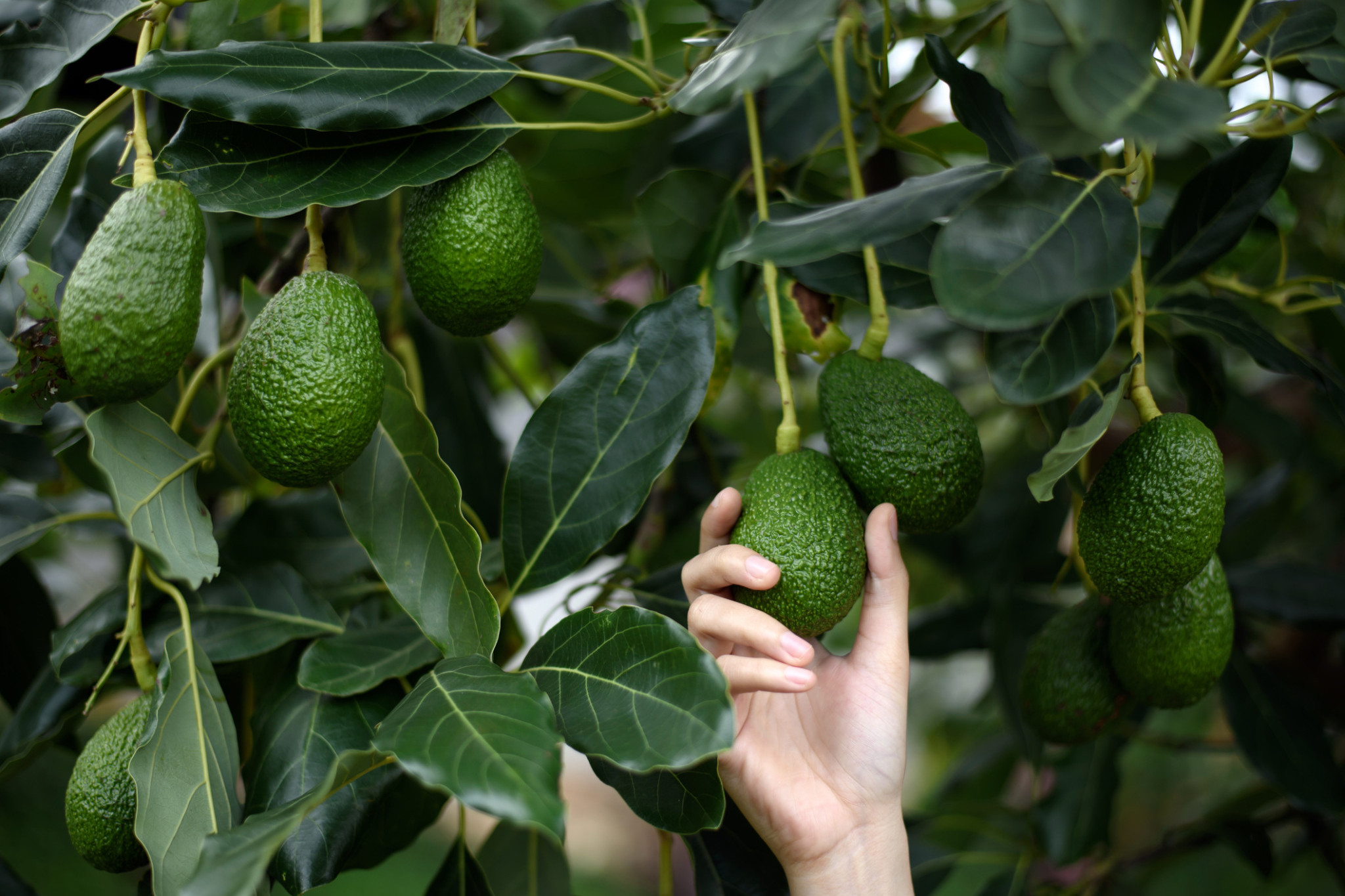 Avocado production up 30% - feature photo