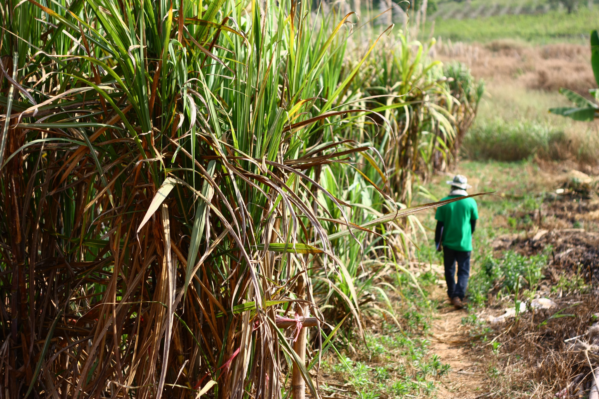 Four finalists for prestigious farmer award - feature photo