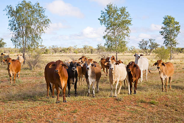 Mr Knuth said over the past three years more than 5,000 cattle, which could be worth more than $6m in today’s market, have been shot on orders from the department.